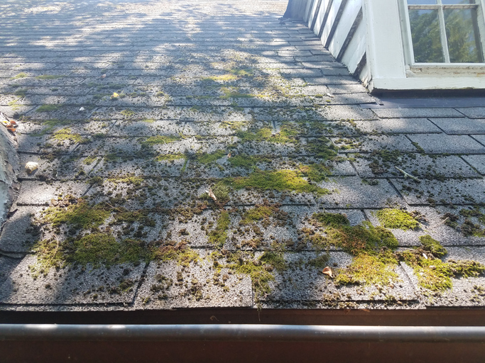 green moss on the shingles on a roof